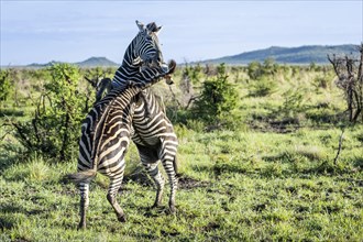 Plains zebra (Equus quagga) 2 stallions fighting, Madikwe Game Reserve, North West Province, South