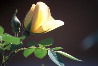 A yellow rose in bud with lush green leaves against a dark background Climbing rose