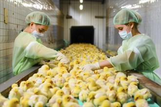 Male chicks on a conveyor belt. In poultry production, chick killing or chick shredding refers to