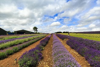Lavender (Lavandula), lavender field on a farm, different varieties, good summer weather, Cotswolds