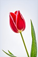 Isolated red tulip dew kissed petals, white background, AI generated