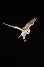 Barn Owl, (Tyto alba), adult, flying, at night, Lowick, Northumberland, England, Great Britain