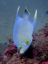 Bermuda angelfish (Holacanthus bermudensis), angelfish, dive site Anna's Reef, Destin, Panhandle,