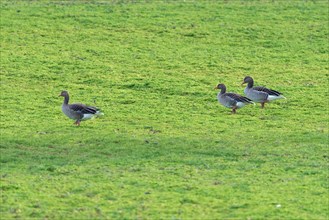 Three geese standing on a green field, Magdeburg, Saxony-Anhalt, Germany, Europe