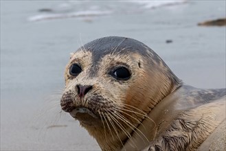 Close-up of a cute seal with a curious look on sandy ground