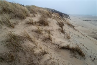 Extensive dune landscape with tufts of grass under a grey sky