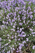 Lavender (Lavandula), lavender field on a farm, close-up, Cotswolds Lavender, Snowshill, Broadway,