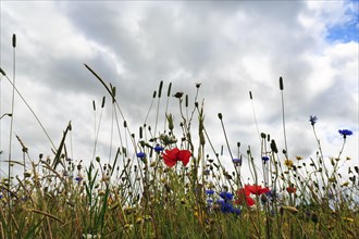 Wildflowers in bloom, poppies in a meadow, summer weather, cloudy sky, Snowshill, Broadway,