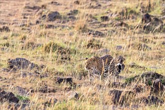 Leopard (Panthera pardus) walks in the grass on the savanna in East Africa, Maasai Mara National