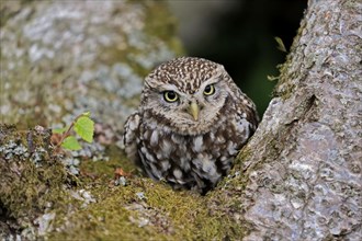Little owl (Athene noctua), (Tyto alba), adult, on tree trunk, alert, portrait, Lowick,