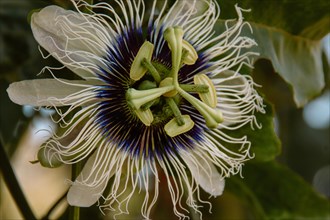 Close-up of an intricate Passion fruit flower with white and purple details against green foliage