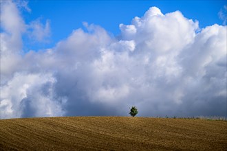 Wide landscape with a tree and dramatic clouds in the sky, Windrather Tal, Velbert-Langenberg,