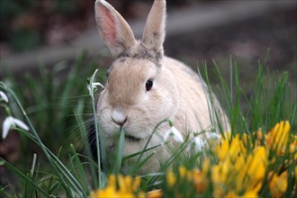 Rabbit (Oryctolagus cuniculus domestica), Hare, Snowdrops, Crocuses, Spring, Easter, A cute rabbit