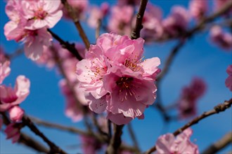 03 March 2024: Close-up of almond blossoms in Neustadt-Gimmeldingen (Palatinate) . Over the next