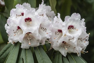 Rhododendron flowers (Rhododendron sutchuenense Geraldii), Emsland, Lower Saxony, Germany, Europe