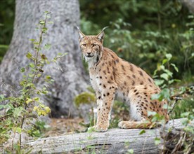 Eurasian lynx (Lynx lynx) sitting on a tree trunk and looking attentively, captive, Germany, Europe