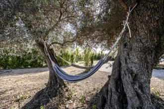 Relaxing hammocks between olive trees, Portugal, Europe