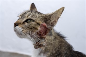 Cat injured on the neck, Mantrakia, Milos, Cyclades, Greece, Europe