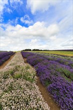 Lavender (Lavandula), lavender field on a farm, different varieties, purple and white, Cotswolds