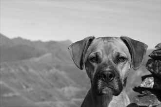 Close-up of a dog's face in black and white with mountains behind, Amazing Dogs in the Nature