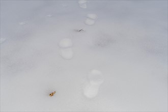Sparse animal tracks leading across a blanket of untouched snow in a minimalist winter scene, in
