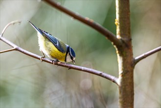Blue Tit, Cyanistes Caeruleus, bird in forest at winter