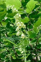 White flowers hanging from a plant surrounded by green leaves in nature white foxglove Digitalis