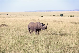Black rhinoceros (Diceros bicornis) in a grass savanna landscape view, Maasai Mara, Kenya, Africa