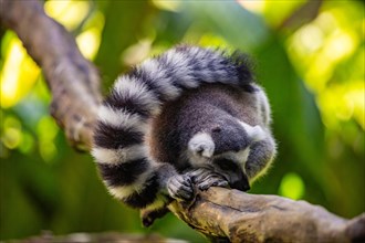 Lemurs in natural environment, close-up, portrait of the animal on Guadeloupe au Parc des Mamelles,