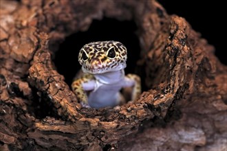 Leopard gecko (Eublepharis macularius), adult, portrait, looks out of burrow, captive
