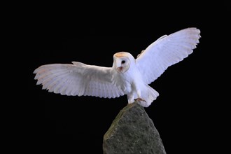 Barn owl, (Tyto alba), adult, on rocks, flying up, at night, Lowick, Northumberland, England, Great