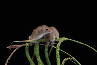 Eurasian harvest mouse (Micromys minutus), adult, two, pair, on plant stalks, spikes, foraging, at