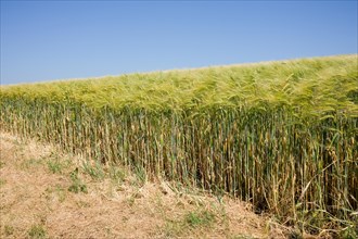 Golden stubble of a barley field under a blue sky