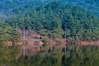 Calm lake reflecting a dense forest of evergreen trees, in South Korea