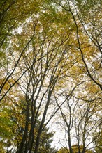Forest, Autumn, Lueneburg, Lower Saxony, Germany, Europe