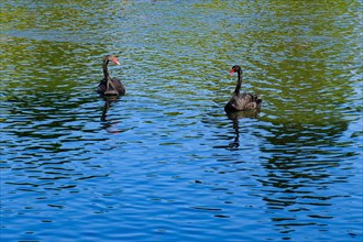 Two mourning swans (Cygnus atratus), black swan, North Rhine-Westphalia, Germany, Europe