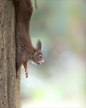 Eurasian squirrel (Sciurus) hanging or running down a tree trunk on the left of the picture, with a