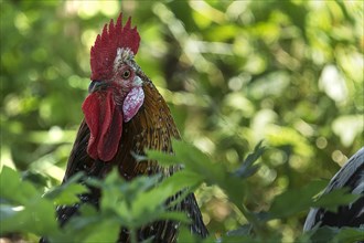 Rooster (Gallus) in the undergrowth, Mecklenburg-Western Pomerania, Germany, Europe