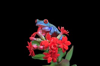Red-eyed tree frog (Agalychnis callidryas), adult, on flower, captive, Central America