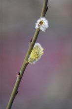 Willow catkins, March, Germany, Europe