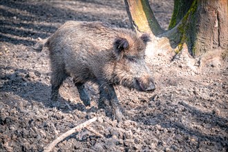 The wild boar (Sus scrofa) in its natural habitat in the forest, Leuna, Saxony-Anhalt, Germany,