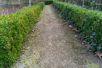 Gravel path surrounded by green hedges in a garden