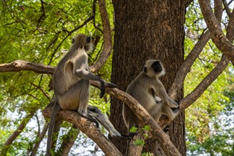 Monkeys in the Jami mosque, Unesco site Champaner-Pavagadh Archaeological Park, Gujarat, India,