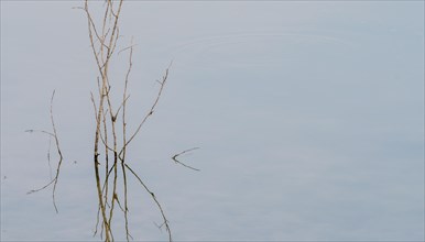 Closeup of twig growing out of the water with its reflection in the surface of the water in Namhae,