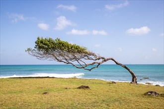 Nature in a special way, trees grow with the wind, on an open space by the sea, creating a unique