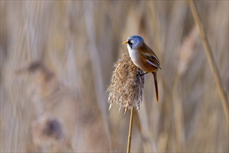 Colorful bird perched on a reed in sharp focus, Bearded tit, Panarus Biarmicus