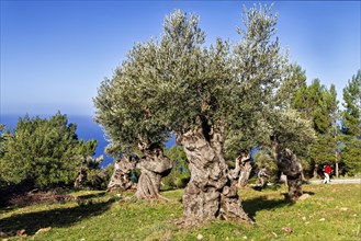 Olive grove with twisted trunks under a clear blue sky on a sunny day, Hiking tour from Estellences