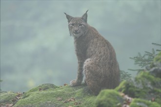 Eurasian lynx (Lynx lynx) sitting on a rock and looking attentively, morning mist, captive,