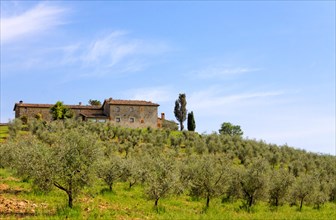 Country estate on a hill with olive trees in Tuscany, Italy, Europe