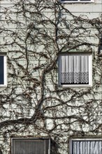 Eternit facade with bare vines, Kempten, Allgaeu, Bavaria, Germany, Europe